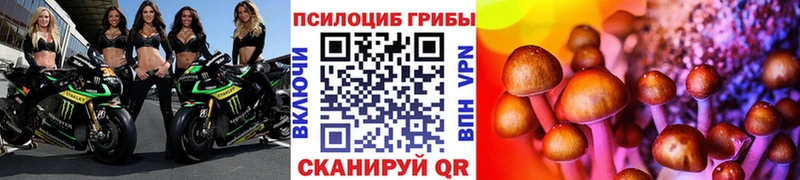 Купить где  Ессентукская  Псилоцибиновые грибы Psilocybine cubensis 