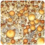 Псилоцибиновые (галлюциногенные)  грибы Psilocybin "Golden Teacher" в Ессентукской