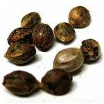 Семена марихуаны АК-47  (Seeds AK-47) в Ессентукской